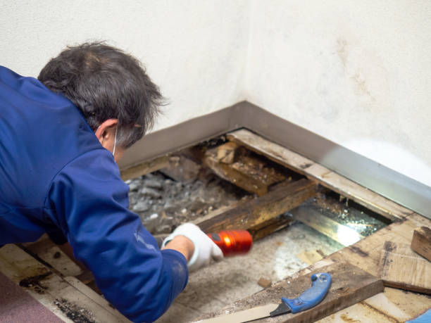 Mold Removal Process in Beavercreek, OR