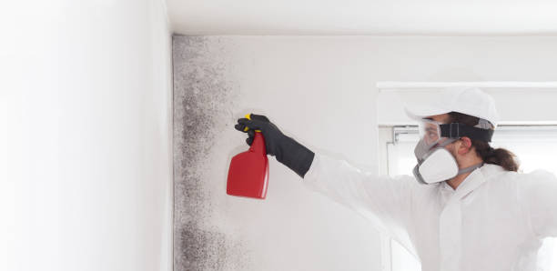 Best Attic Mold Removal  in Beavercreek, OR