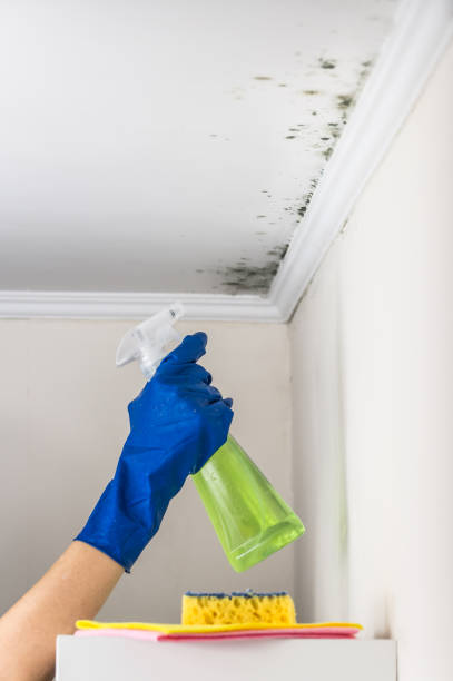 Best Toxic Mold Removal  in Beavercreek, OR